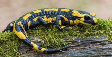 Salamandra común europea