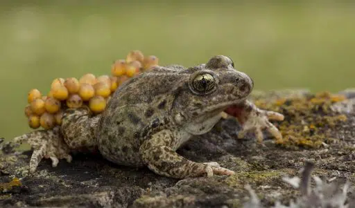 Sapo partero común