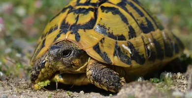 Tortuga mediterránea